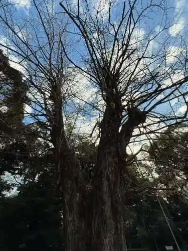 赤坂氷川神社(東京都)