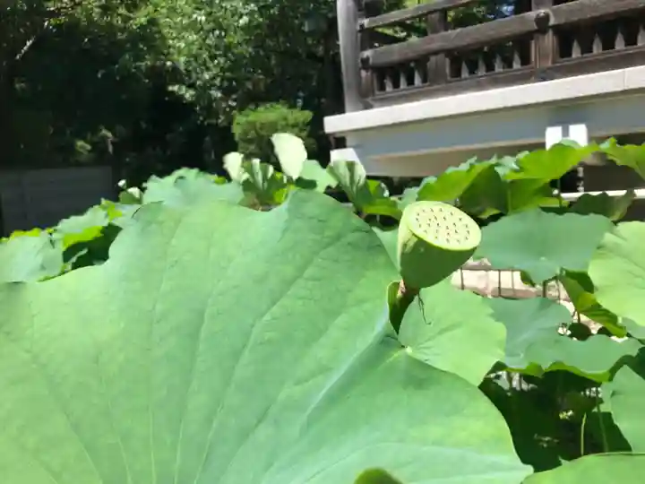 寛永寺開山堂の自然