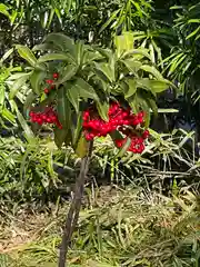 櫻井子安神社の自然