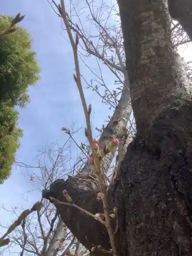三輪神社の自然