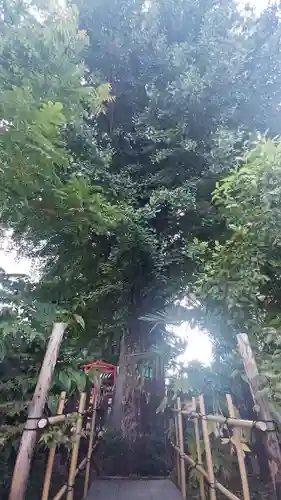 成子天神社の自然