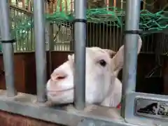 水稲荷神社の動物