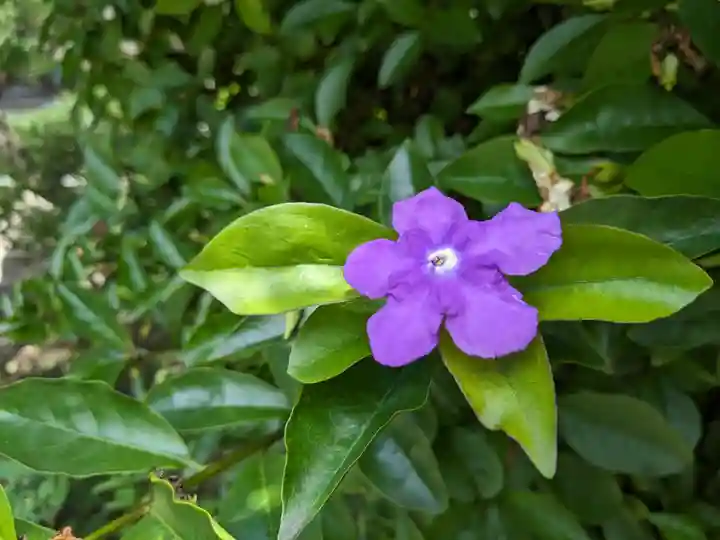長谷寺(神奈川県)