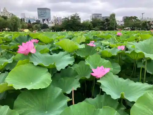 寛永寺不忍池弁天堂の景色