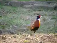 極楽山 浄土寺の動物