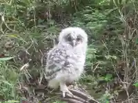 賀茂別雷神社(栃木県)