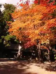 北口本宮冨士浅間神社の自然