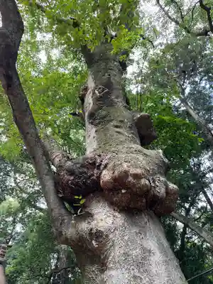 中村八幡宮(栃木県)