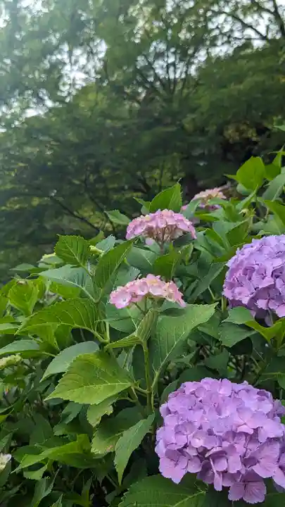 知恩院(京都府)