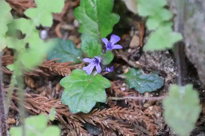 鹿島大神宮の自然