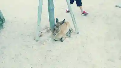 厳島神社(広島県)