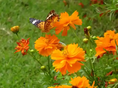立志神社の自然