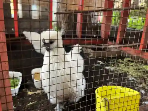 田無神社の動物