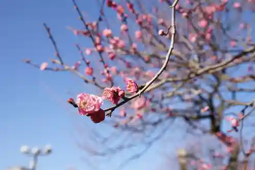 亀戸天神社の自然