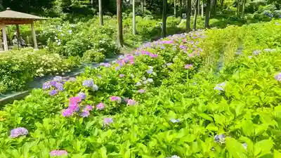 三室戸寺(京都府)