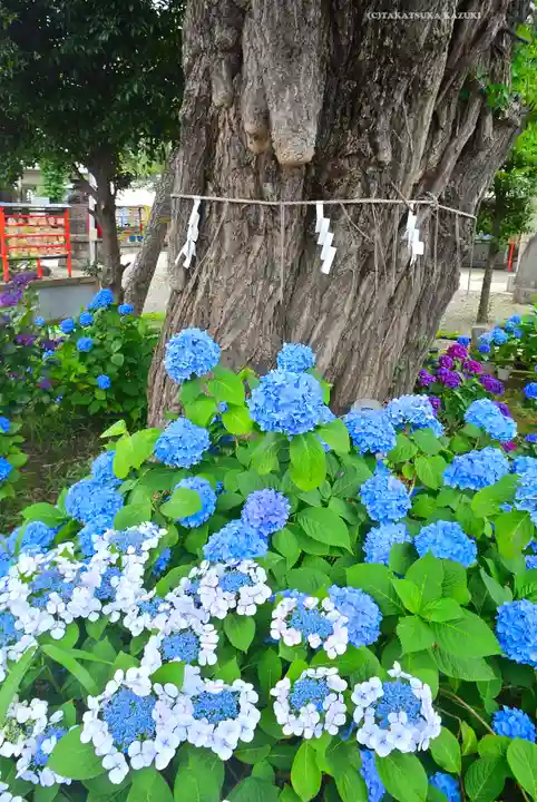 磐井神社(東京都)