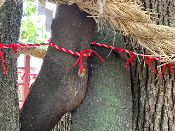 澁川神社(渋川神社)の自然