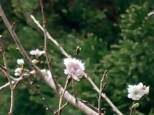 立志神社の自然