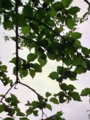 新宿下落合氷川神社(東京都)