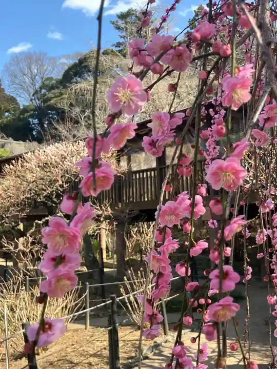 本土寺(千葉県)