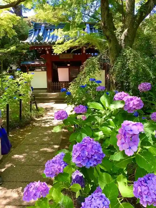 本土寺(千葉県)