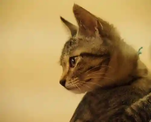 天王山 安楽寺(福井県)