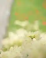 横浜 西方寺の自然