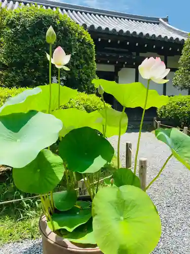 平等院の庭園