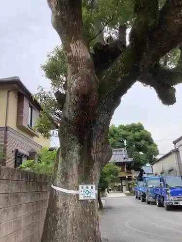薬師山 林昌寺の自然