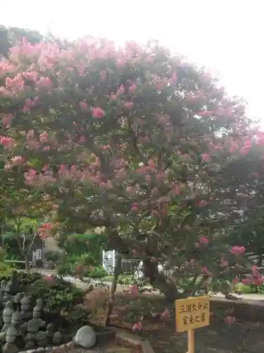 来迎寺（材木座）の自然