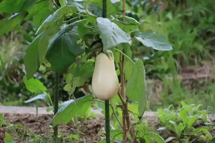 高司神社〜むすびの神の鎮まる社〜の庭園