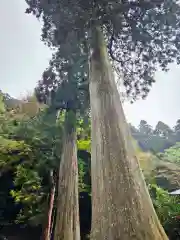 鰐淵寺(島根県)