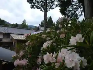 圓光寺【円光寺】の自然(2022年04月21日(木) 12時19分15秒投稿)