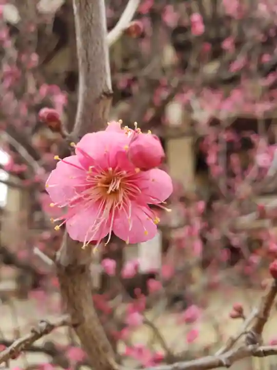 諏訪神社(東京都)