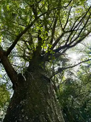 南湖神社の{uncategorized: "未分類", other: "その他", undefined: "問題あり", building: "その他建物", grave: "お墓", sacred_gate: "鳥居", guardian: "狛犬", statue: "像", buddha: "仏像", history: "歴史", nature: "自然", garden: "庭園", animal: "動物", pagoda: "塔", temizu: "手水舎", mountain_gate: "山門・神門", sanctuary: "本殿・本堂", subordinate: "末社・摂社", art: "芸術", scenery: "景色", jizo: "地蔵", ema: "絵馬", goshuin: "御朱印", omikuji: "おみくじ", items: "授与品その他", amulet: "お守り", goshuincho: "御朱印帳", eats: "食事", festival: "お祭り", votive_dance: "神楽", shichigosan: "七五三参", wedding: "結婚式", experience: "体験その他", initially: "初詣", around: "周辺", anti_infection: "感染症対策"}