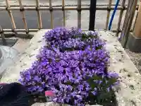 山蒼稲荷神社の{uncategorized: "未分類", other: "その他", undefined: "問題あり", building: "その他建物", grave: "お墓", sacred_gate: "鳥居", guardian: "狛犬", statue: "像", buddha: "仏像", history: "歴史", nature: "自然", garden: "庭園", animal: "動物", pagoda: "塔", temizu: "手水舎", mountain_gate: "山門・神門", sanctuary: "本殿・本堂", subordinate: "末社・摂社", art: "芸術", scenery: "景色", jizo: "地蔵", ema: "絵馬", goshuin: "御朱印", omikuji: "おみくじ", items: "授与品その他", amulet: "お守り", goshuincho: "御朱印帳", eats: "食事", festival: "お祭り", votive_dance: "神楽", shichigosan: "七五三参", wedding: "結婚式", experience: "体験その他", initially: "初詣", around: "周辺", anti_infection: "感染症対策"}