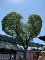 南宮宇佐八幡神社(脇浜神社)の自然