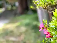 子檀嶺神社の自然