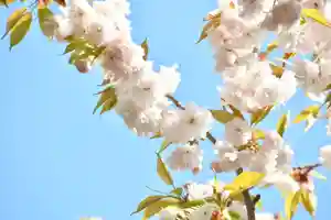 磐椅神社(福島県)(2023年04月27日(木) 12時45分51秒投稿)