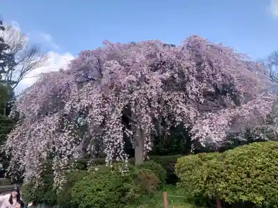 櫻木神社の{uncategorized: "未分類", other: "その他", undefined: "問題あり", building: "その他建物", grave: "お墓", sacred_gate: "鳥居", guardian: "狛犬", statue: "像", buddha: "仏像", history: "歴史", nature: "自然", garden: "庭園", animal: "動物", pagoda: "塔", temizu: "手水舎", mountain_gate: "山門・神門", sanctuary: "本殿・本堂", subordinate: "末社・摂社", art: "芸術", scenery: "景色", jizo: "地蔵", ema: "絵馬", goshuin: "御朱印", omikuji: "おみくじ", items: "授与品その他", amulet: "お守り", goshuincho: "御朱印帳", eats: "食事", festival: "お祭り", votive_dance: "神楽", shichigosan: "七五三参", wedding: "結婚式", experience: "体験その他", initially: "初詣", around: "周辺", anti_infection: "感染症対策"}