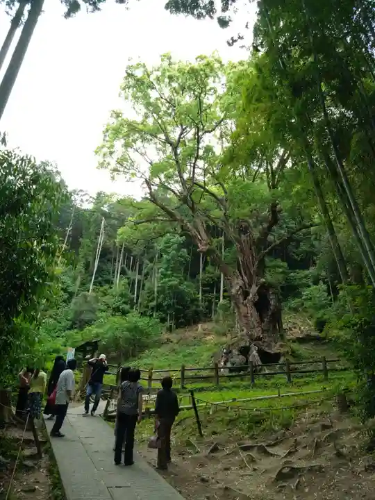 武雄神社(佐賀県)