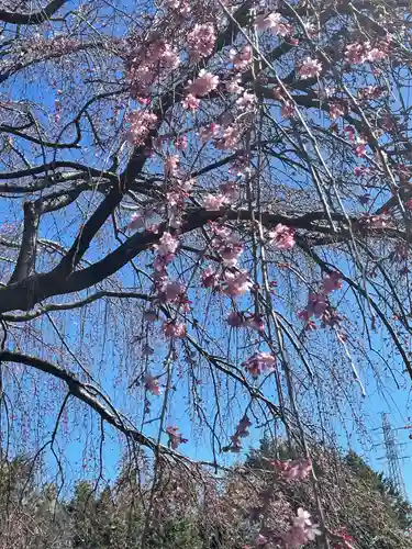 櫻木神社の自然
