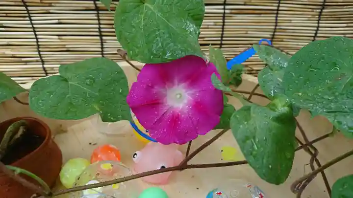 阿邪訶根神社の手水舎