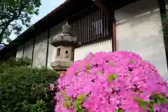 豪徳寺の自然