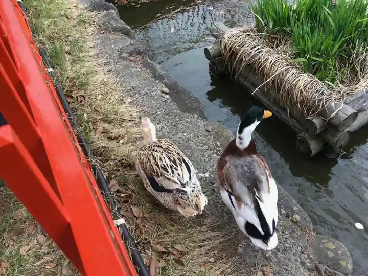 生島足島神社の動物