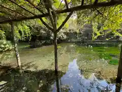 富士山本宮浅間大社(静岡県)