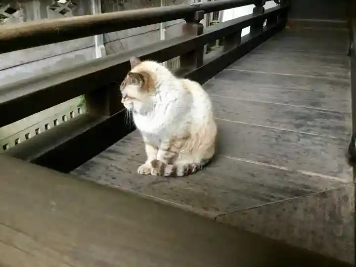 高山稲荷神社(旧鎮座地)の動物