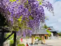 總社 和田八幡宮(福井県)