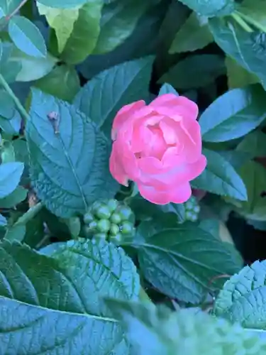 三輪神社の自然