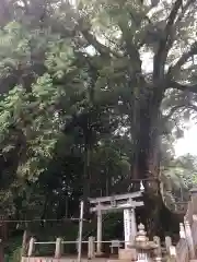 白山神社の自然